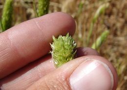 Image of hood canarygrass