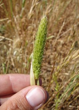 Image of hood canarygrass