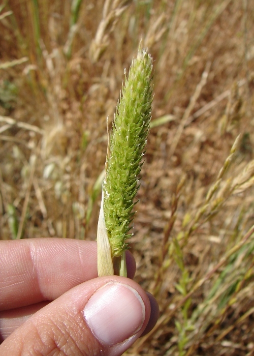 Image of hood canarygrass