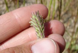 Image of Lemmon's canarygrass