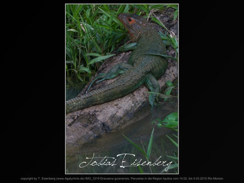 Image of Northern caiman lizard