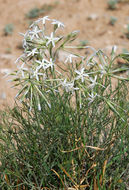 Image of tubular bluestar