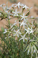 Imagem de Amsonia longiflora Torr.