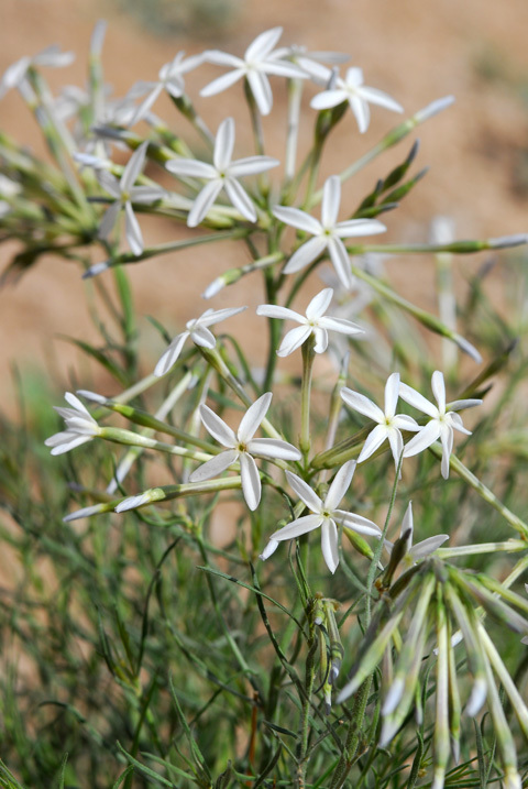 Imagem de Amsonia longiflora Torr.