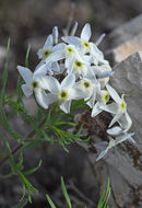 Image de Amsonia tharpii R. E. Woodson