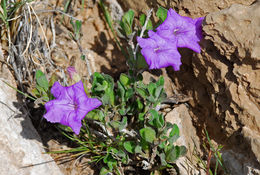 Image of Parry's wild petunia