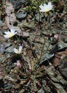 Image of woolly desertdandelion