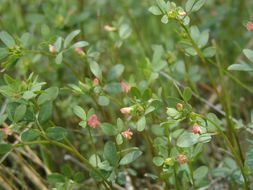 Слика од Acmispon parviflorus (Benth.) D. D. Sokoloff