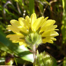 Image of hayfield tarweed
