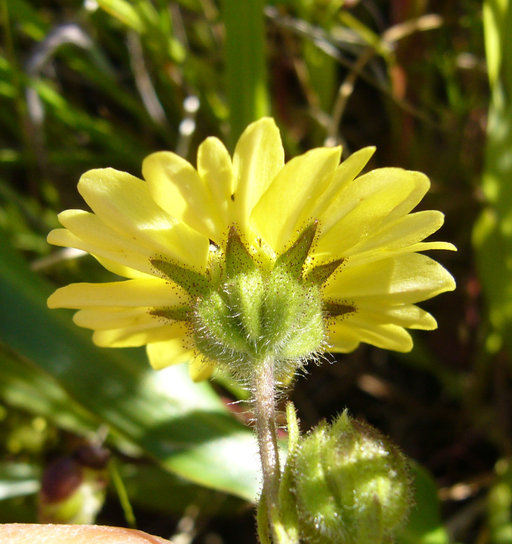 Image of hayfield tarweed