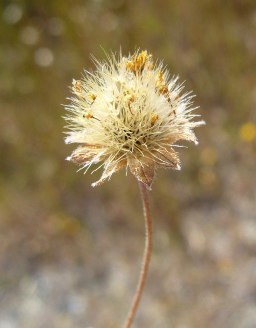 Image of California goldfields