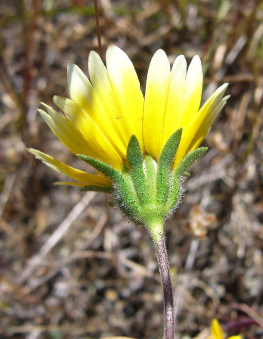 Image of coastal tidytips