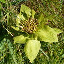 Image of Coast Range mule-ears