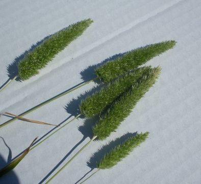 Plancia ëd Rostraria cristata (L.) Tzvelev