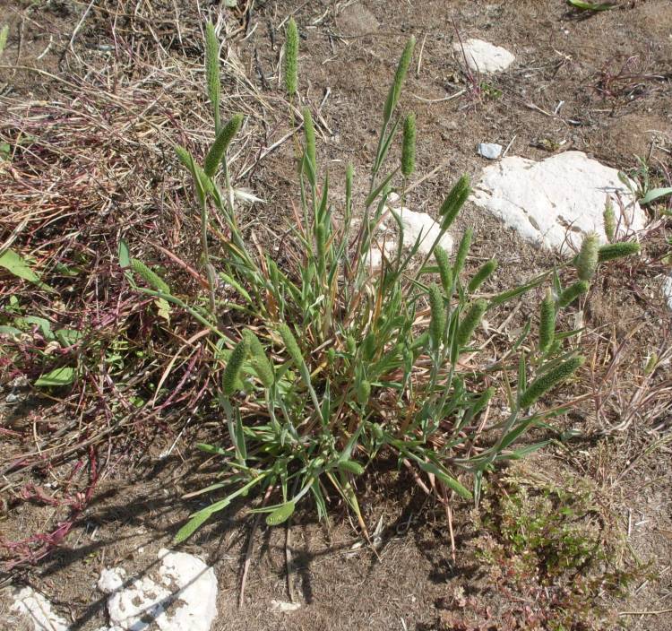 Phleum arenarium (rights holder: 2010 Luigi Rignanese)