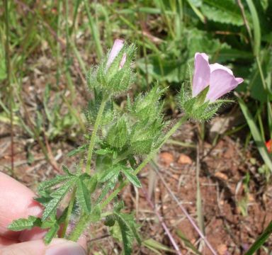 Image de Mauve hérissée