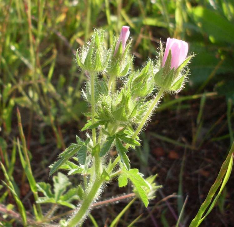 Image de Mauve hérissée