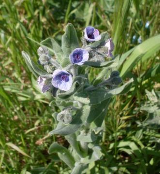 Image of blue hound's tongue