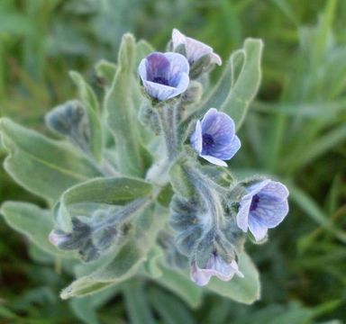 Image of blue hound's tongue