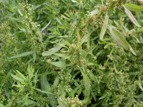 Rumex palustris Sm. resmi