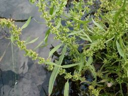 Rumex palustris Sm. resmi