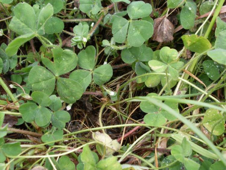 Image of subterranean clover