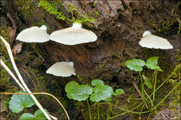 Image of Crepidotus mollis (Schaeff.) Staude 1857