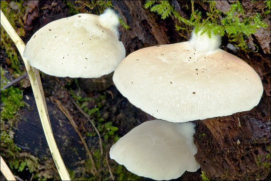 Crepidotus mollis (Schaeff.) Staude 1857 resmi