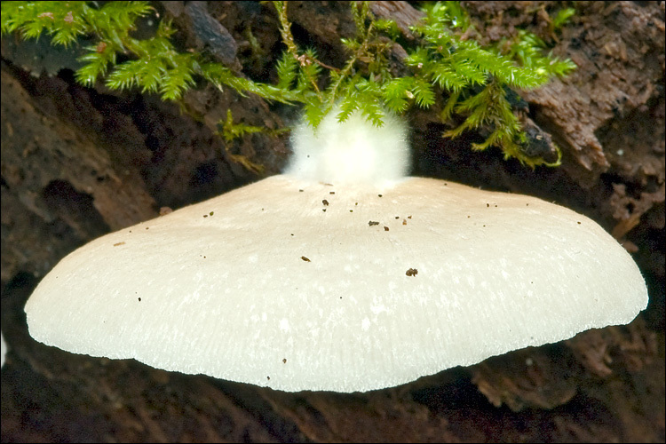 Image of Crepidotus mollis (Schaeff.) Staude 1857