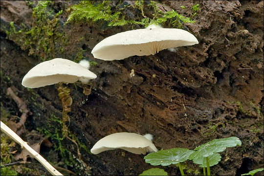 Image of Crepidotus mollis (Schaeff.) Staude 1857