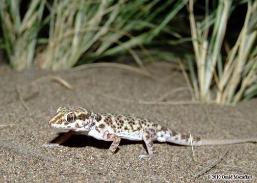 Image of Baiuch Rock Gecko