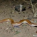 Image of Street's Snake Skink