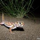 Image of Small-scaled Wonder Gecko