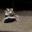 Image of Small-scaled Wonder Gecko