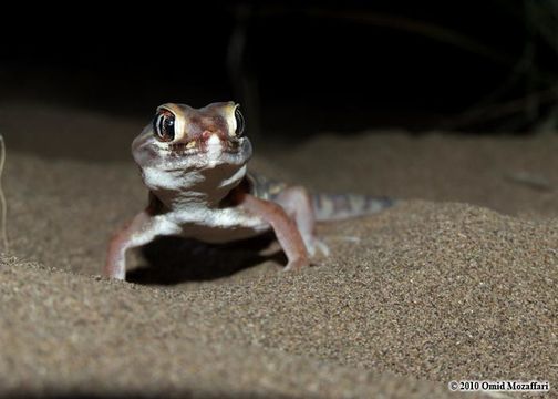 Image of Small-scaled Wonder Gecko