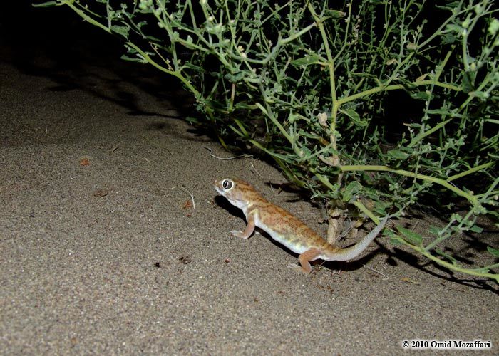 Image of Small-scaled Wonder Gecko