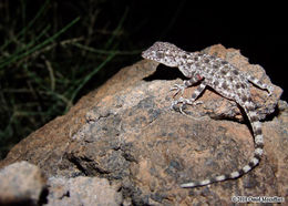 Tenuidactylus longipes (Nikolsky 1896) resmi