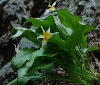 Image of Taylor's fawnlily