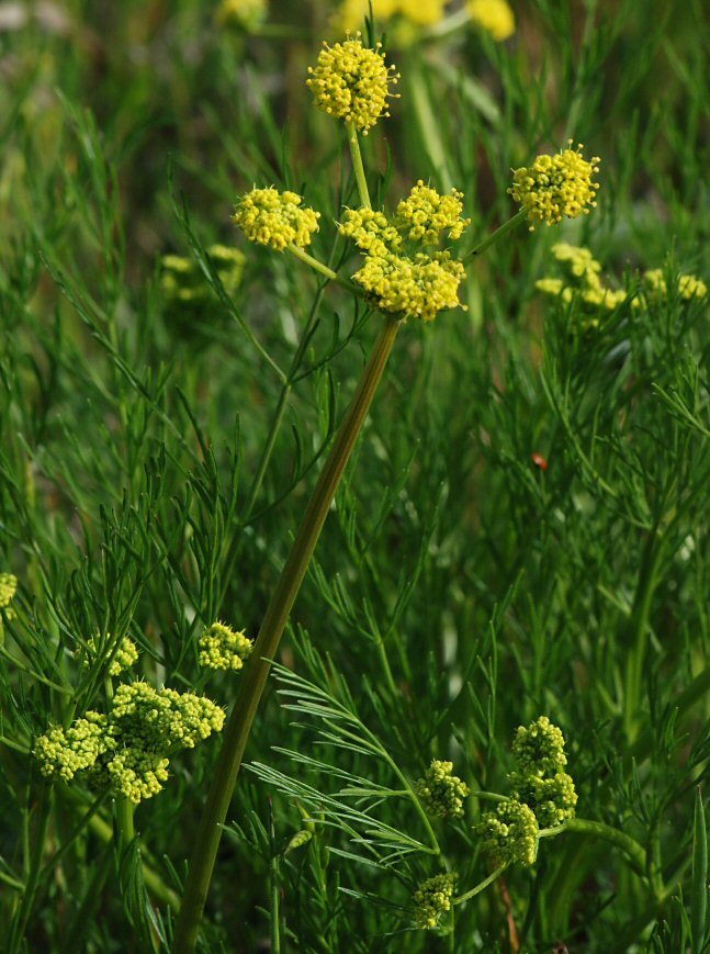 Image of common lomatium