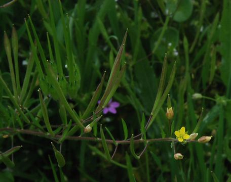 Plancia ëd Tropidocarpum gracile Hook.