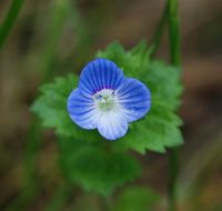 Image of birdeye speedwell