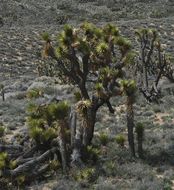 Image de Yucca brevifolia Engelm.