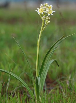 Image of giant deathcamas