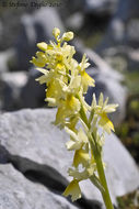 Sivun Orchis pauciflora Ten. kuva