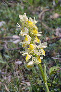 Orchis pauciflora Ten.的圖片