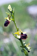 Image of Early spider orchid