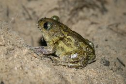 Image of Common Spadefoot