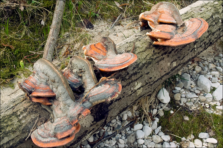 Image of Red-banded bracket