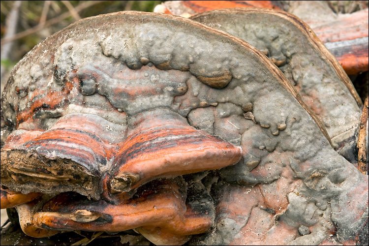 Image of Red-banded bracket