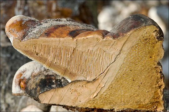 Imagem de Fomitopsis pinicola (Sw.) P. Karst. 1881